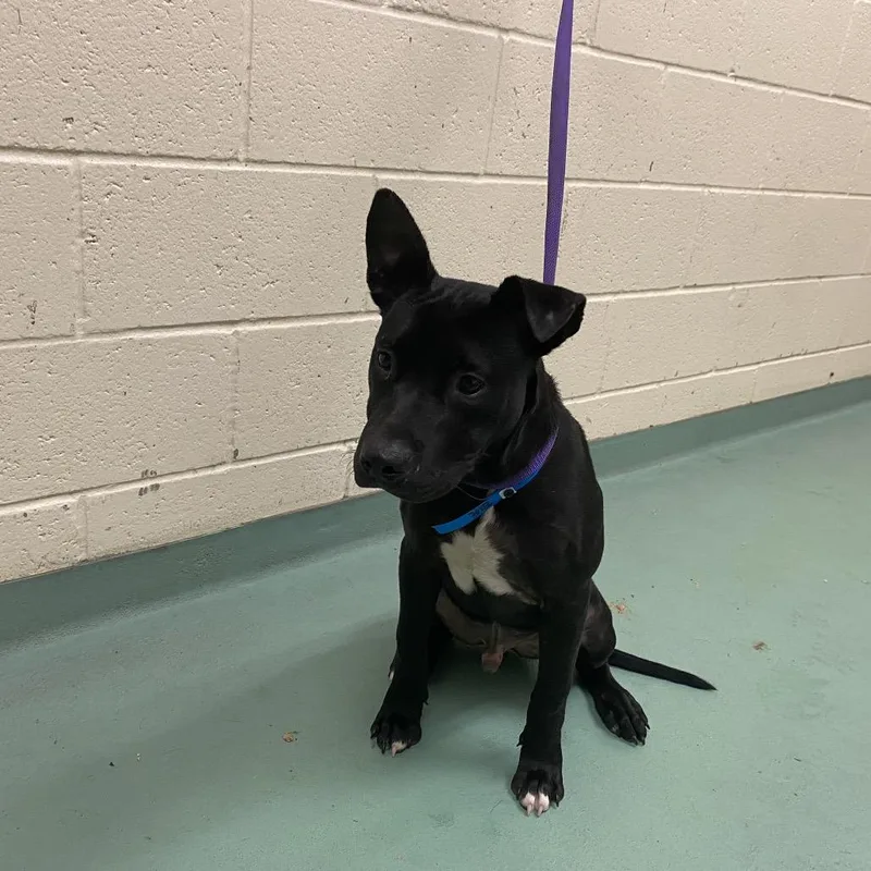 A young medium-sized male Black Mixed Breed dog named Atlas for adoption in Memphis, TN