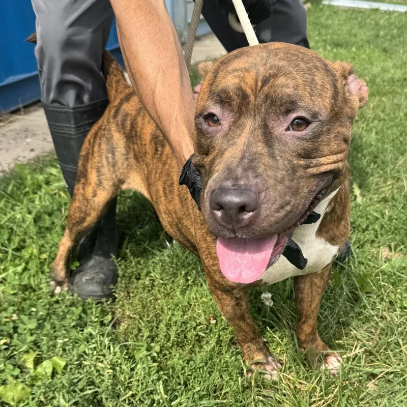 A young medium-sized female Brindle Pit Bull Terrier dog named Miracle for adoption in Jersey city, NJ