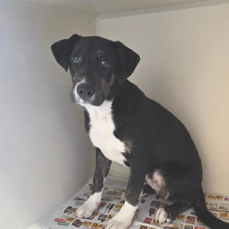 A baby medium-sized female Shepherd dog named Morticia for adoption in Concord, NC