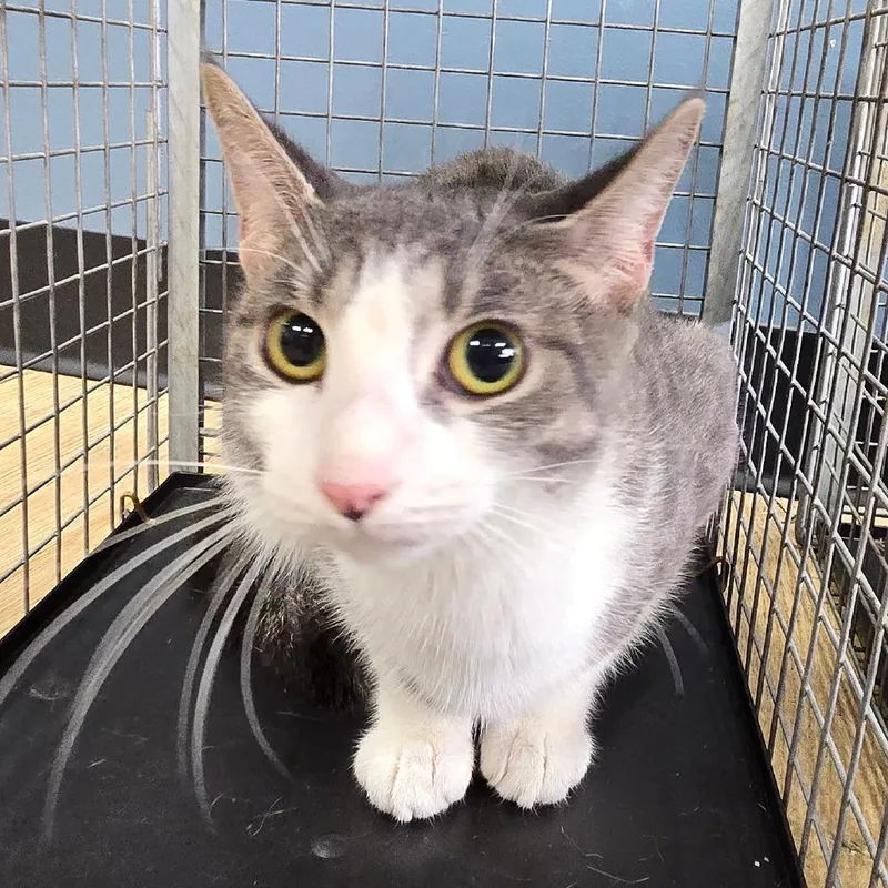 A young medium-sized female Gray / Blue / Silver Domestic Short Hair cat named Vanilla Spicy for adoption in Newark, NJ