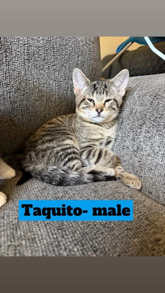 Taquito