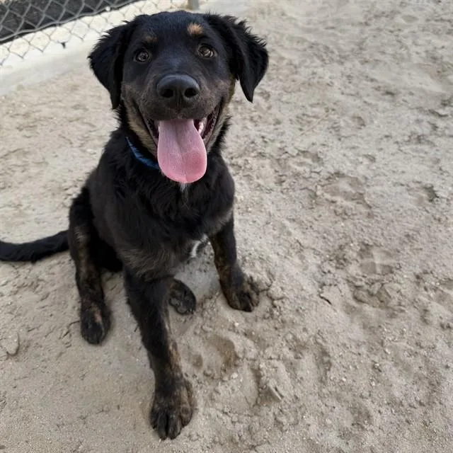 A baby small-sized male Border Collie dog named Titan for adoption in Riverside, CA