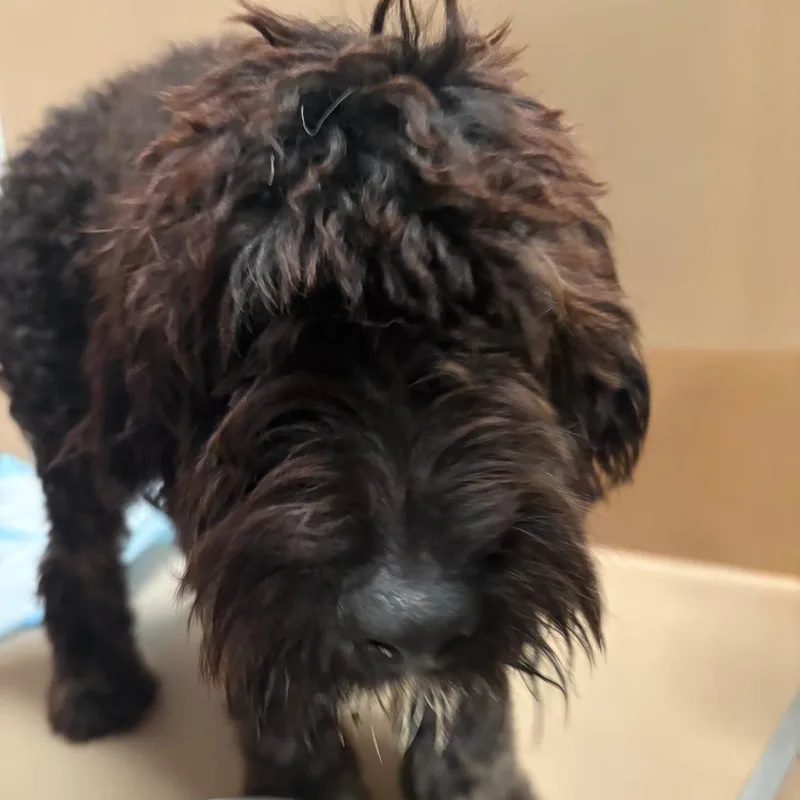 A baby small-sized male Brown / Chocolate Standard Poodle dog named Baba for adoption in Tulsa, OK