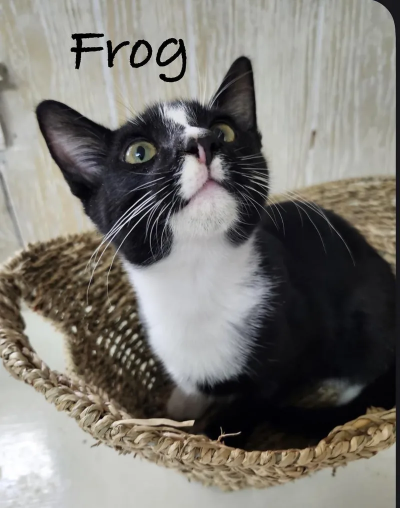 A baby medium-sized male Black & White / Tuxedo Domestic Short Hair cat named Frog for adoption in Pawleys Island, SC