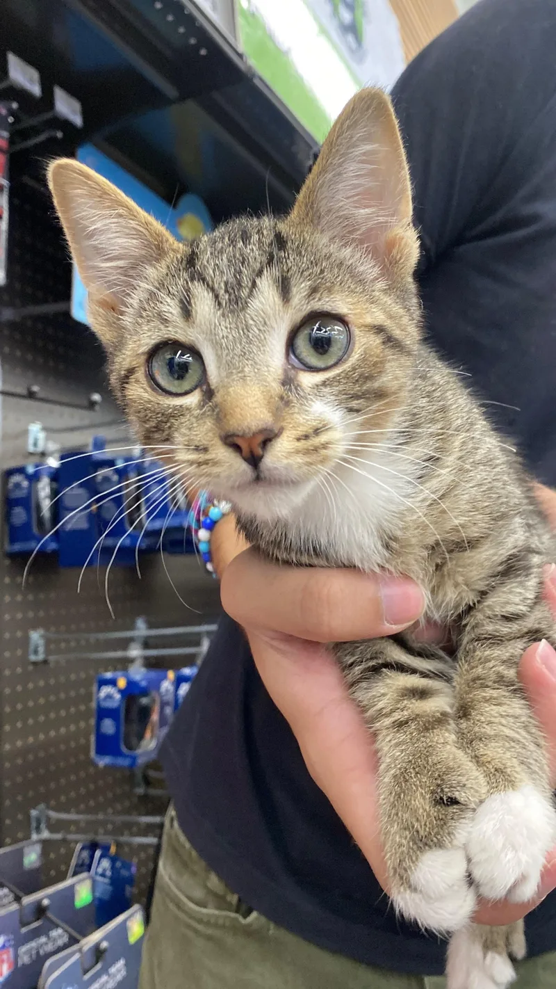 A baby medium-sized male Tabby (Brown / Chocolate) Extra-Toes Cat / Hemingway Polydactyl cat named Noodle for adoption in Intercession city , FL