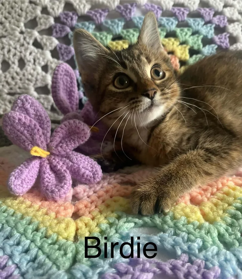 A baby medium-sized female Tabby (Brown / Chocolate) Tabby cat named Birdie for adoption in Wyandotte, MI