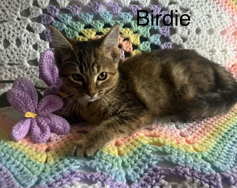 Birdie thumbnail 2