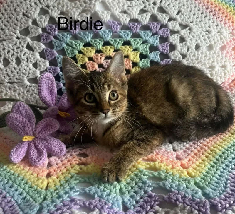 Birdie thumbnail 5