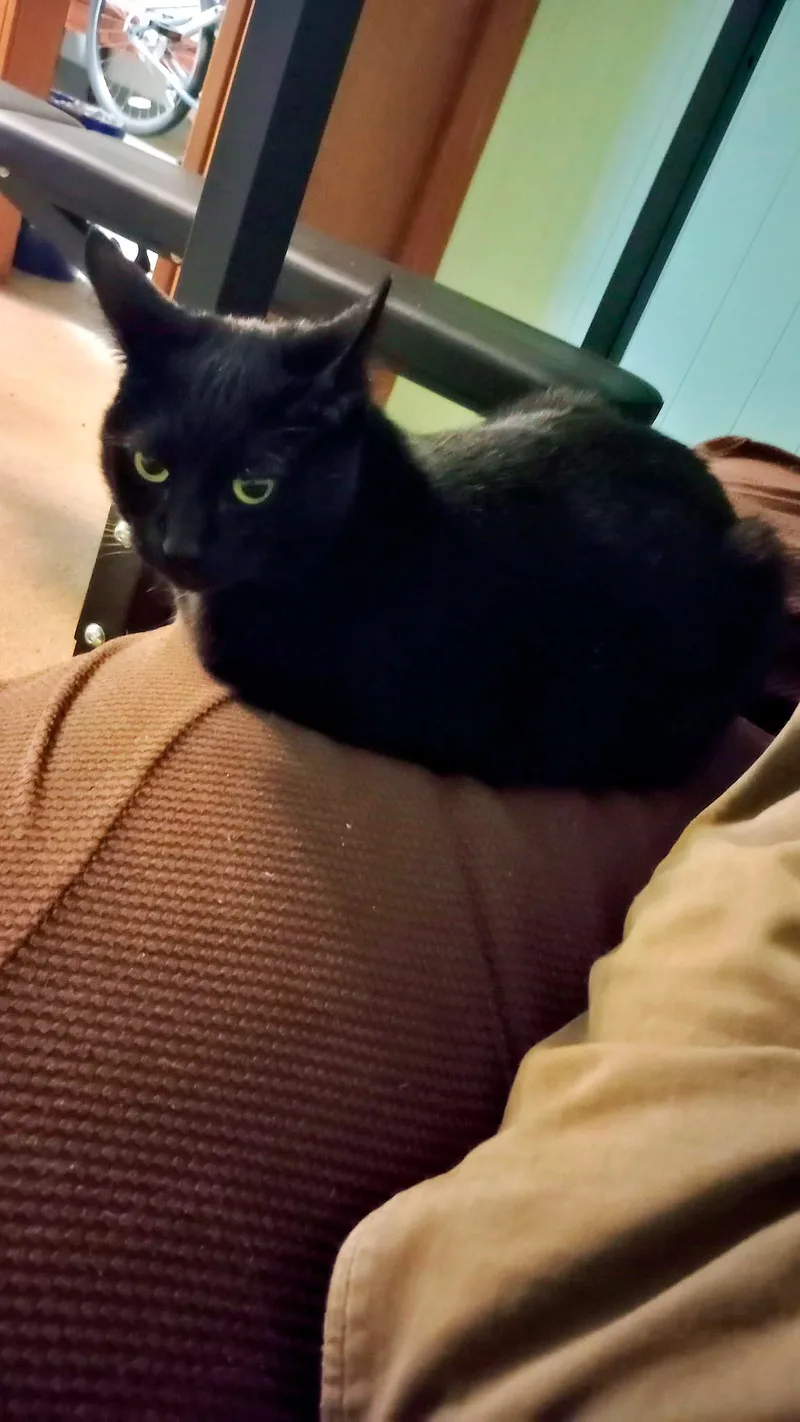 An adult medium-sized female Black Domestic Short Hair cat named Lila for adoption in Pittsburgh, PA