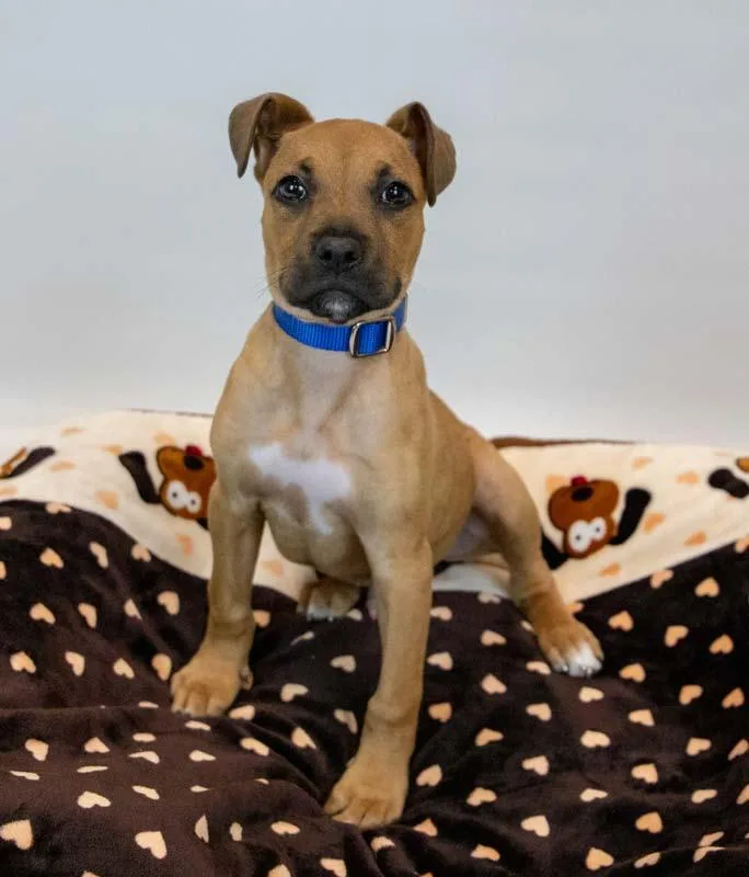 Limerick thumbnail 2