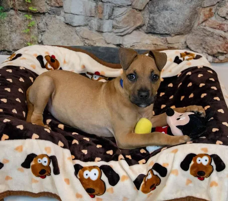 Limerick thumbnail 3