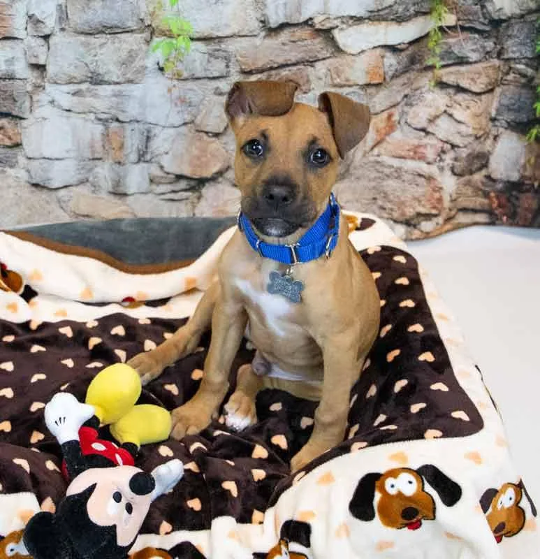 Limerick thumbnail 4