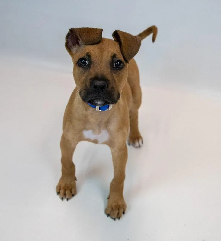 Limerick thumbnail 5