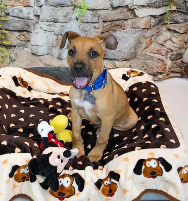 Limerick thumbnail 6