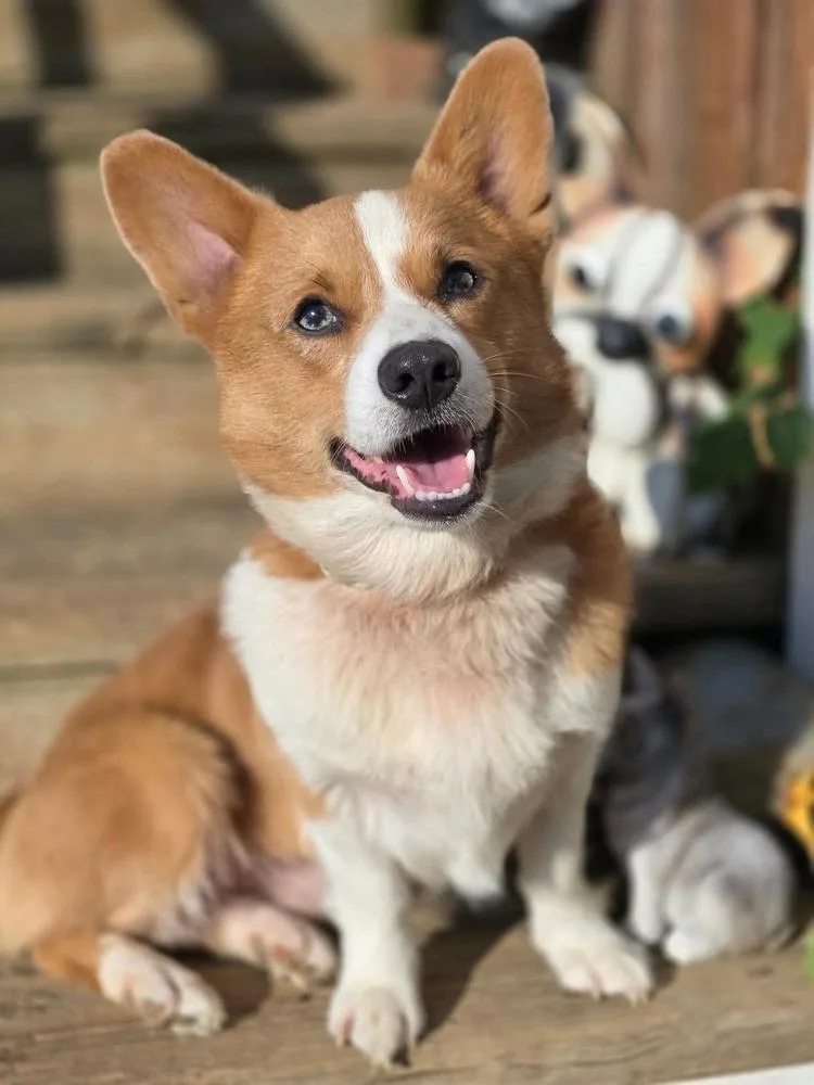 An adult small-sized male Tricolor (Brown, Black, & White) Corgi dog named Cooper for adoption in Middletown, CT
