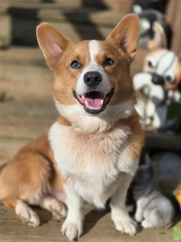 Cooper thumbnail 2