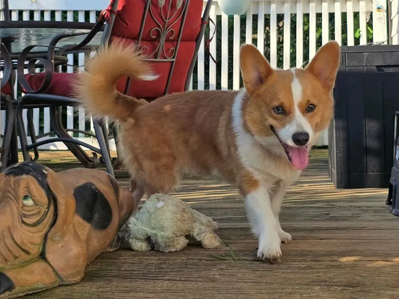 Cooper thumbnail 4