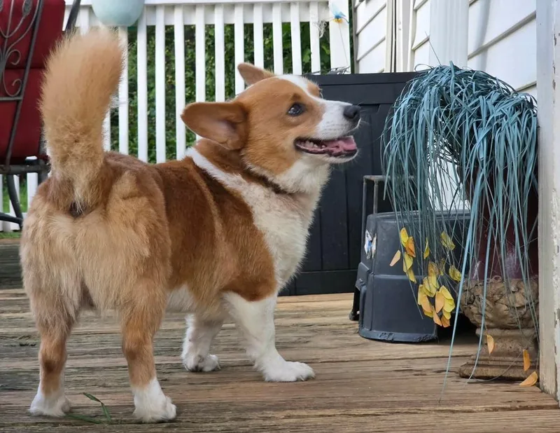 Cooper thumbnail 5