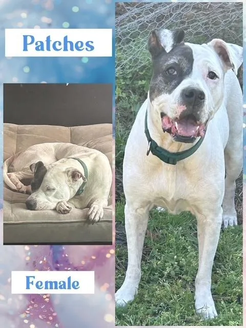 Patches