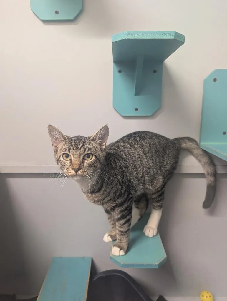 A baby small-sized female Domestic Short Hair cat named La Llorona for adoption in Sidney, NY