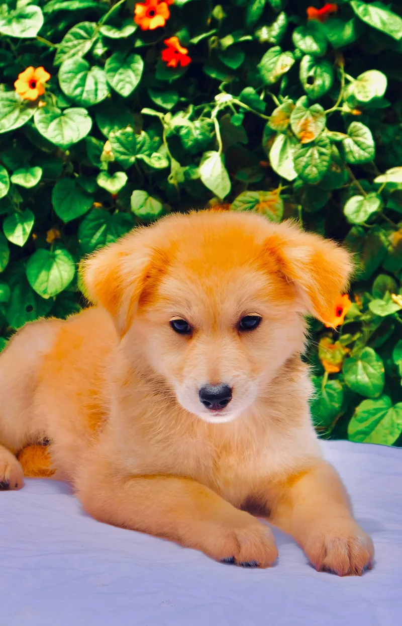 Sitka