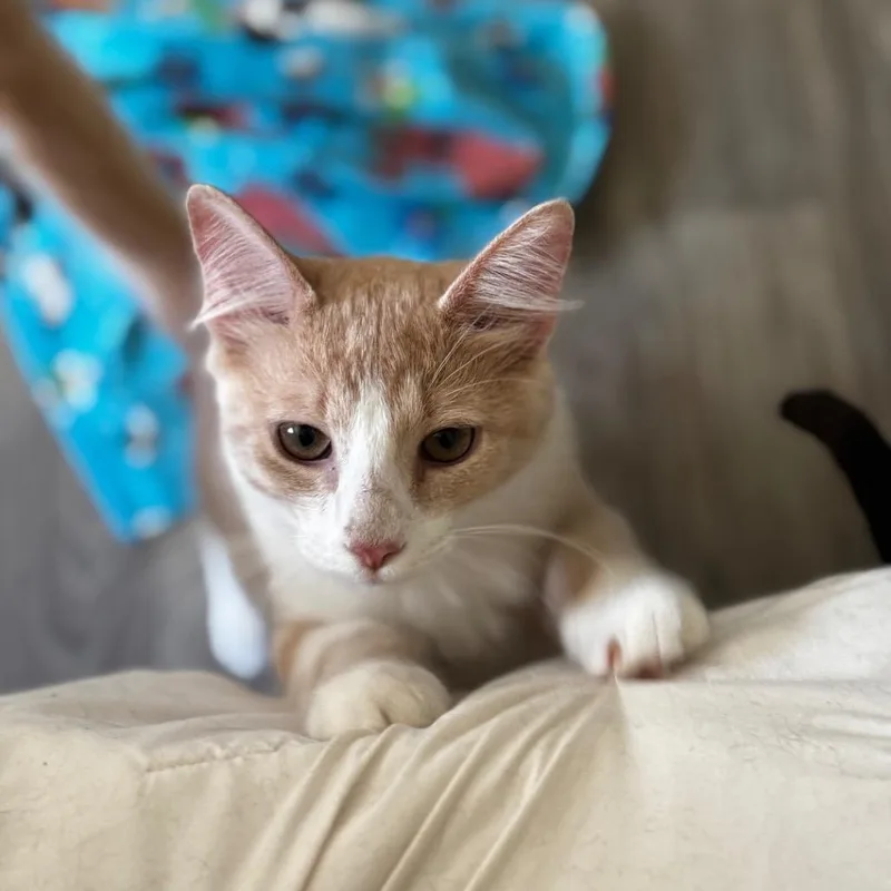 A young medium-sized male Orange / Red Domestic Short Hair cat named Pickle for adoption in Buffalo, MN