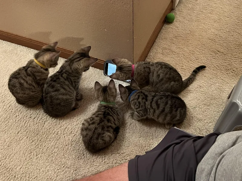 A baby small-sized male Tabby (Brown / Chocolate) Domestic Short Hair cat named Cherry Twist for adoption in Mineral Point, WI