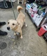 An adult medium-sized female Yellow / Tan / Blond / Fawn Mixed Breed dog named Malaysia for adoption in New Iberia, LA