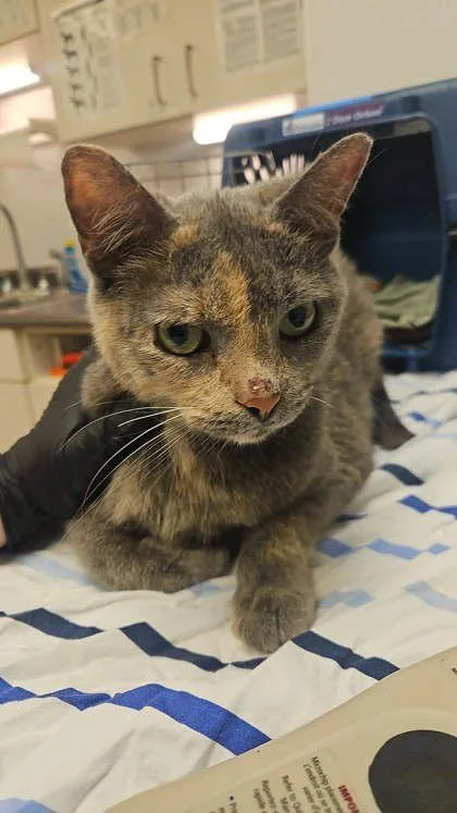 An adult small-sized female Domestic Short Hair cat named Opal for adoption in South Bend, IN