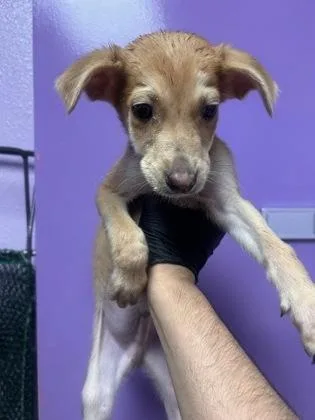 A baby small-sized male Brown / Chocolate Shepherd dog named 61385066 for adoption in El Paso, TX