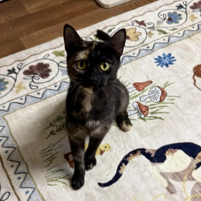 A young medium-sized female Tortoiseshell cat named S'mores for adoption in Greensburg, PA
