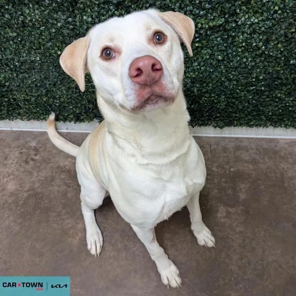 An adult medium-sized male Labrador Retriever dog named Simon for adoption in Lexington, KY