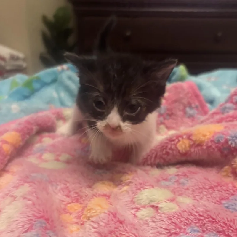 A baby small-sized male Black Domestic Short Hair cat named Poe for adoption in Pauls Valley, OK
