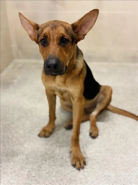 A young large-sized male German Shepherd Dog dog named Boston for adoption in Conroe, TX