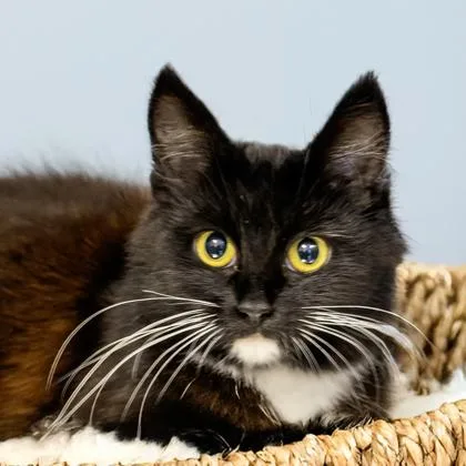 An adult medium-sized female Domestic Medium Hair cat named Sonnet for adoption in Camano Island, WA