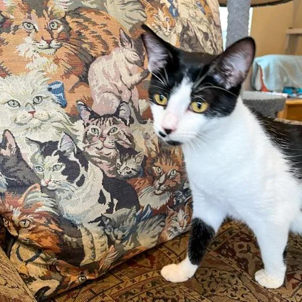 An adult medium-sized female Domestic Short Hair cat named Ms Pickles for adoption in Des Moines, IA