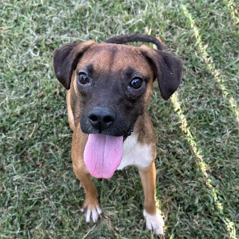 An adult small-sized female Brown / Chocolate Beagle dog named Carly for adoption in Shawnee, KS
