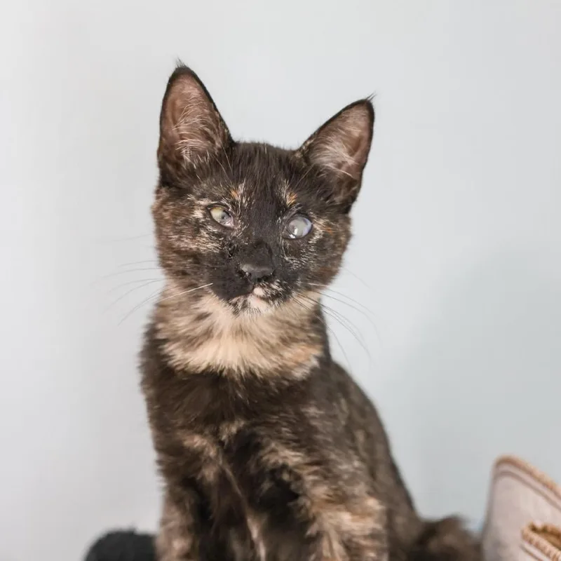 A baby small-sized female Tortoiseshell Domestic Short Hair cat named Maddy for adoption in Los Angeles, CA