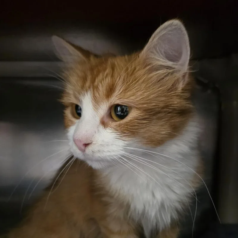 A young medium-sized female Domestic Medium Hair cat named Buttercup Avail on for adoption in Kennebunk, ME