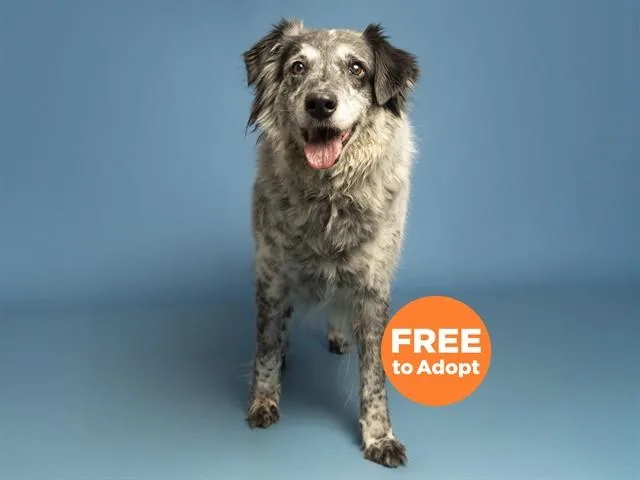 A senior medium-sized female Australian Shepherd dog named Lacey for adoption in Phoenix, AZ