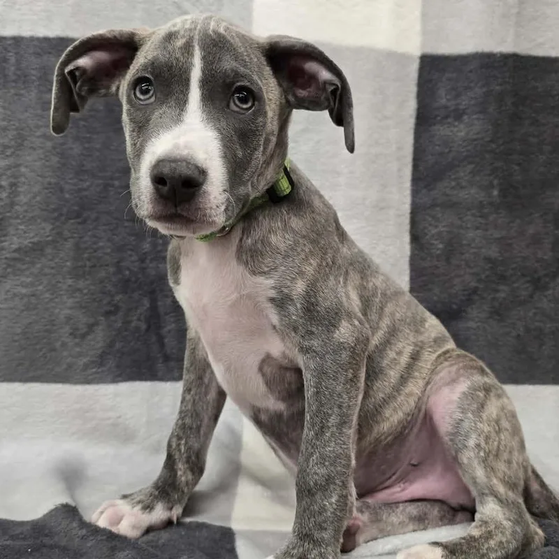 A baby medium-sized male Gray / Blue / Silver Mixed Breed dog named Tishomingo for adoption in Olathe, KS