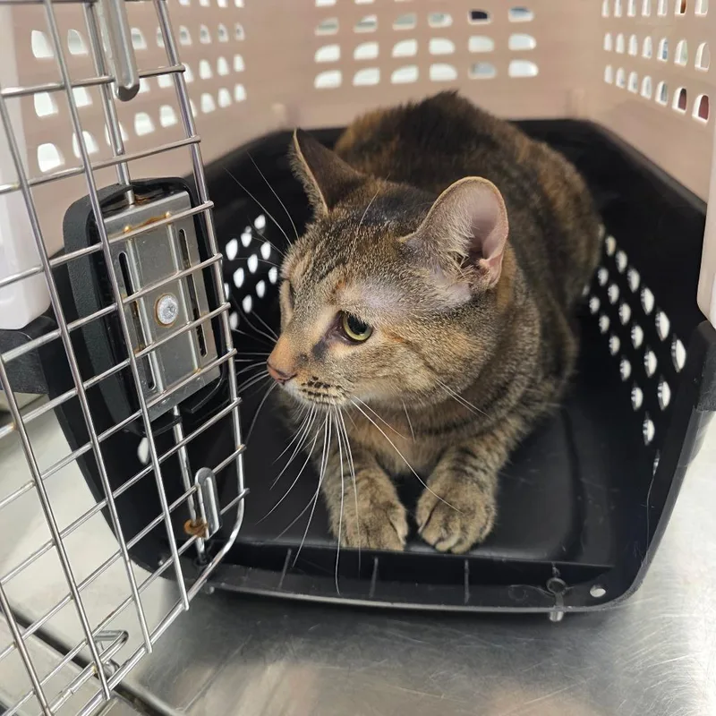 An adult large-sized female Gray / Blue / Silver Domestic Short Hair cat named Joshie for adoption in Chattanooga, TN