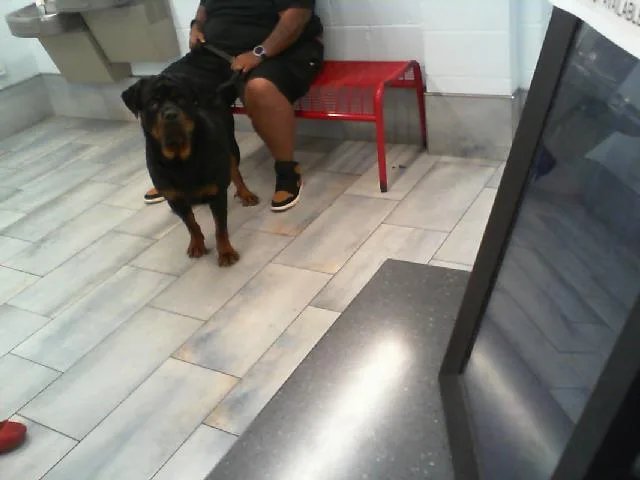 A young large-sized male Rottweiler dog named Koda for adoption in Charlotte, NC