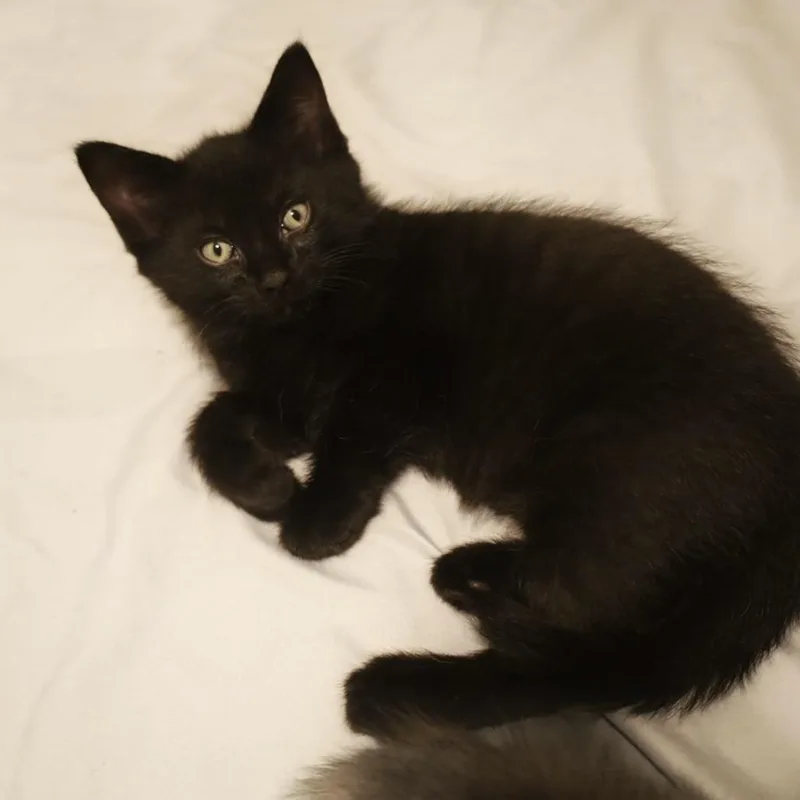 A baby small-sized male Black Domestic Short Hair cat named Betty for adoption in Rochester, MN