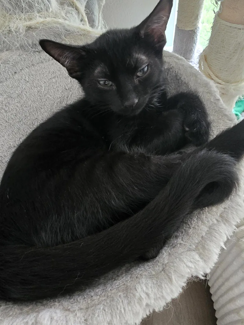 A baby medium-sized male Domestic Short Hair cat named Static Shock for adoption in Orlando, FL