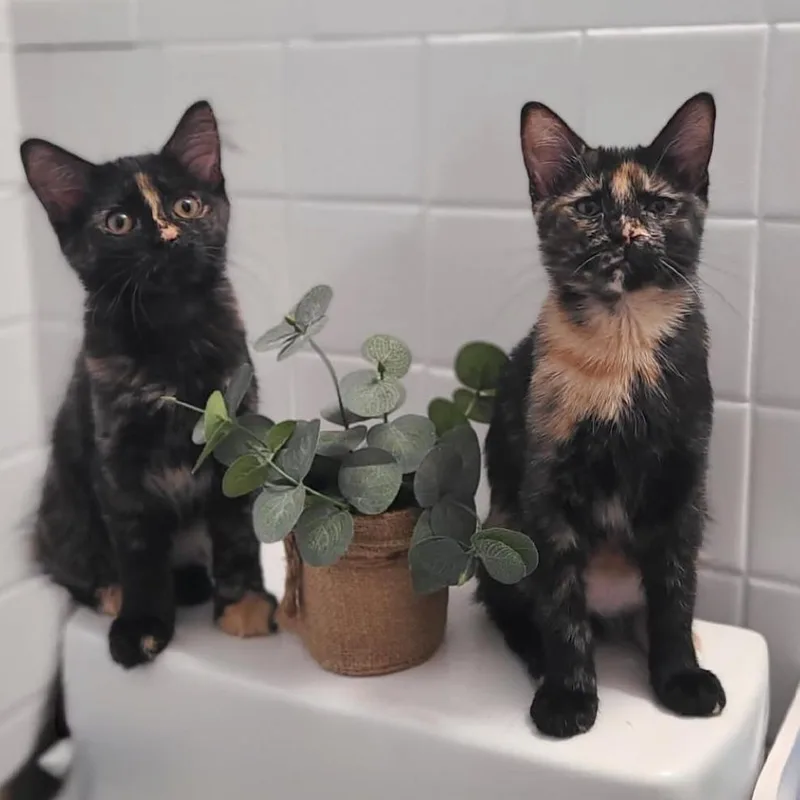 A baby small-sized female Tortoiseshell Domestic Short Hair cat named Princess Leia for adoption in Monroe, MI