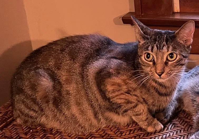 An adult medium-sized female Tabby (Tiger Striped) Domestic Short Hair cat named Laverne for adoption in Kinnelon, NJ