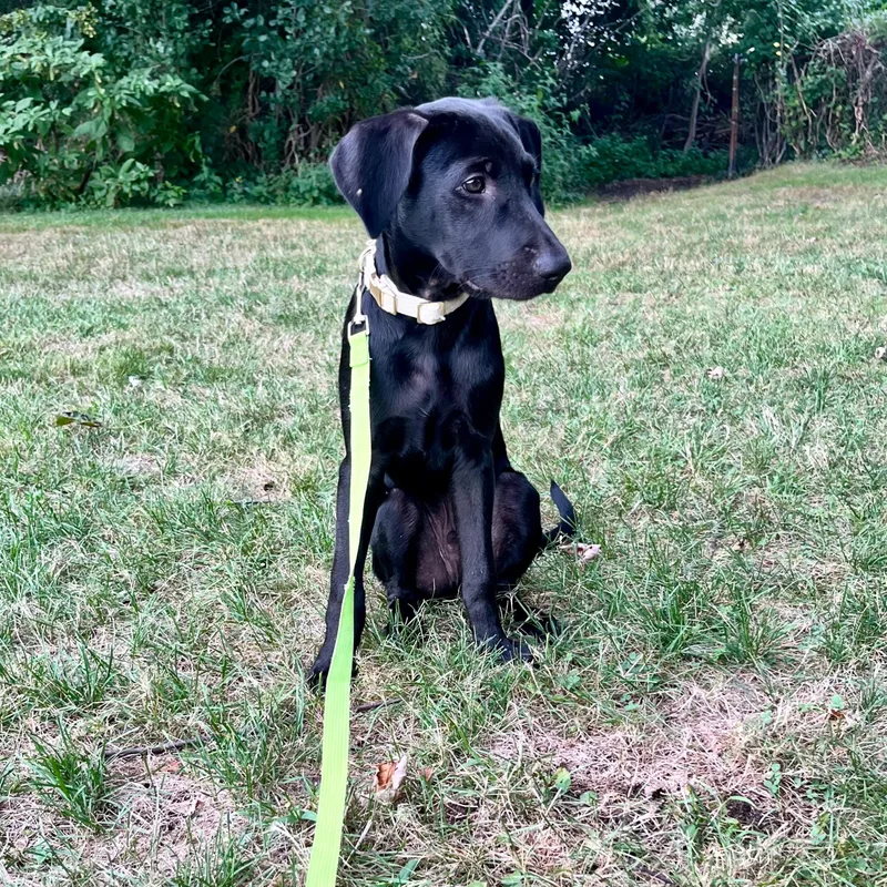 Mr. Snuggles
