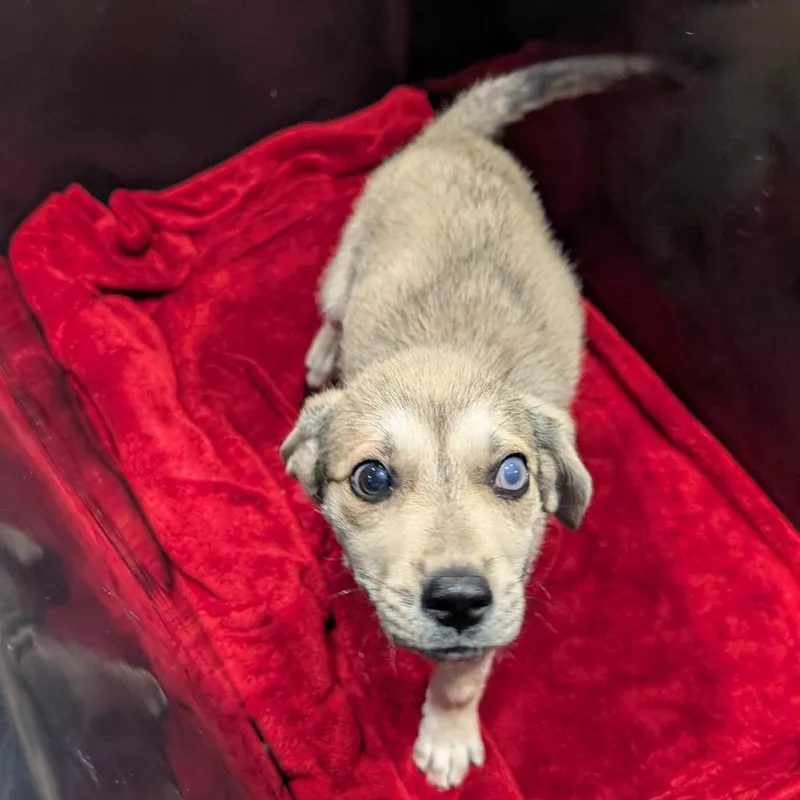 A baby medium-sized male Yellow / Tan / Blond / Fawn Husky dog named Wynston for adoption in Tampa, FL