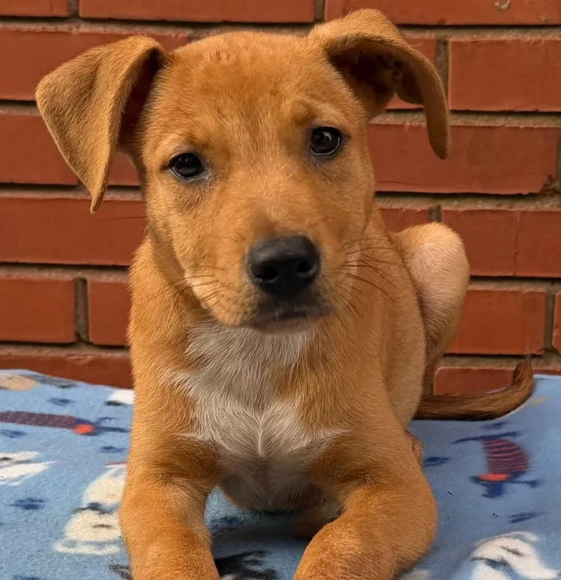 A baby medium-sized female Mixed Breed dog named Eden for adoption in Groveland, MA